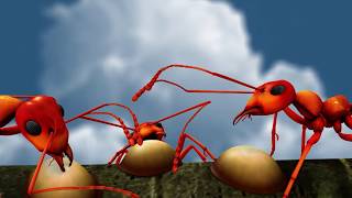 Nous, Les Fourmis... In The Beginning, One Queen