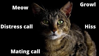 Domestic Cat Sound Effects