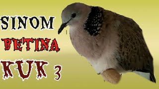 SINOM BETINA GACOR UNTUK PANCINGAN SINOM JANTAN