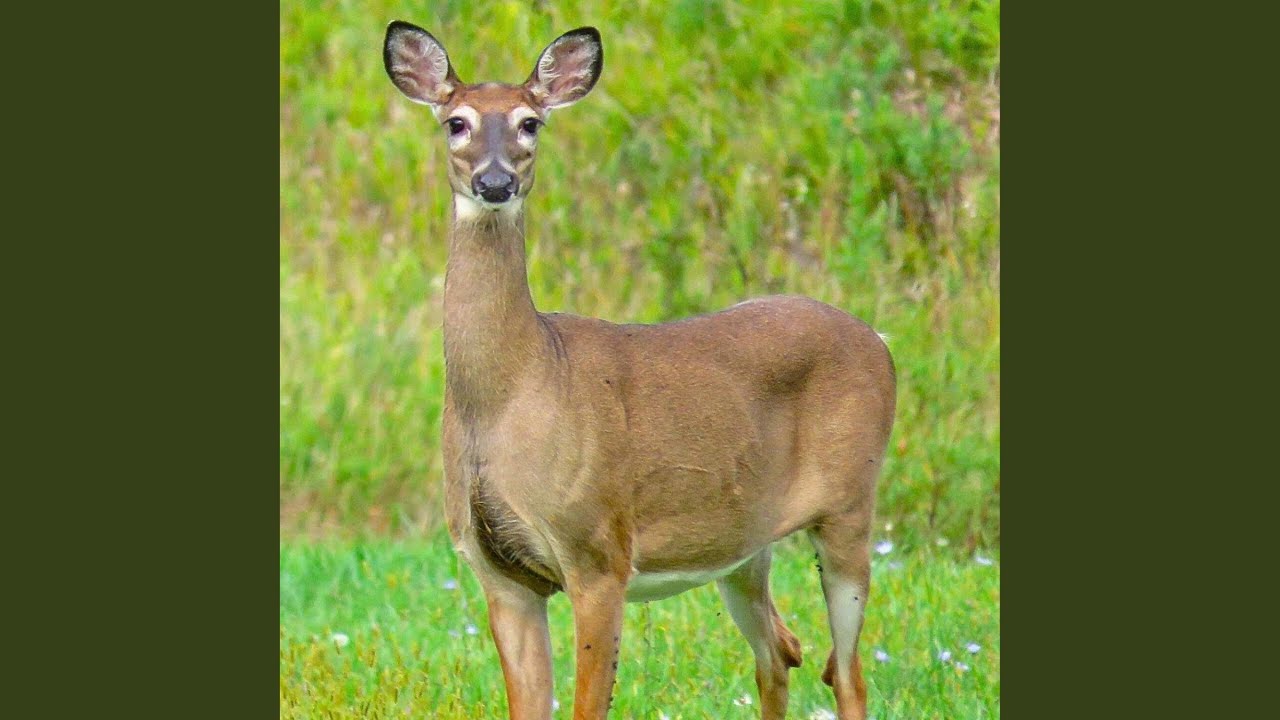 Someone Somewhere Sometimes