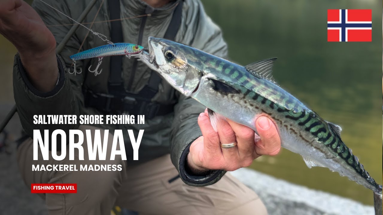 Autumn Fishing in Norway 🇳🇴 | Wild Pollack, Mackerel & Saithe near Ålesund – North Sea Adventure!