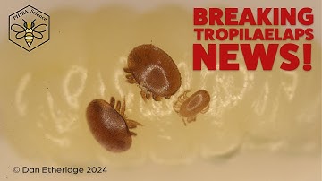 🚨 BREAKING: Tropilaelaps Mites Detected in US Waters — What Beekeepers Need to Know Today!