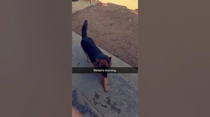 Jackie | dogs are  aesthetically pleasing