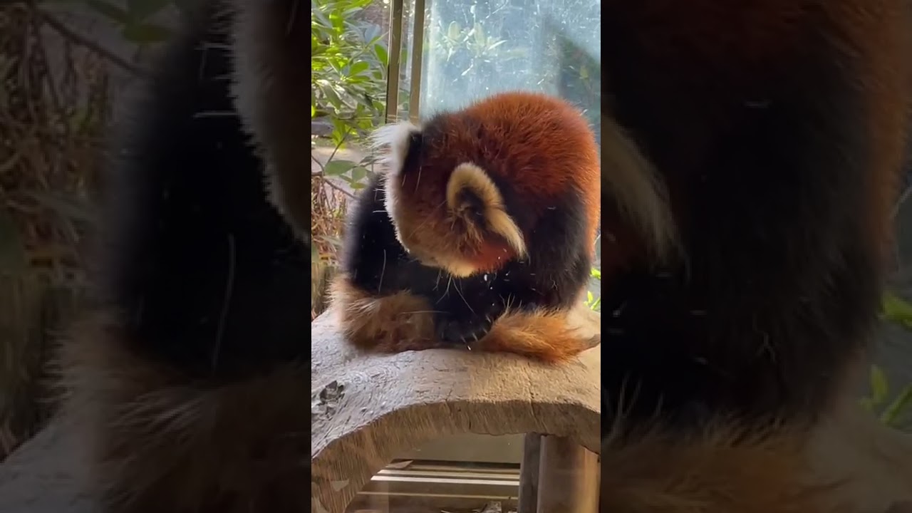 Red Panda Cute 3 