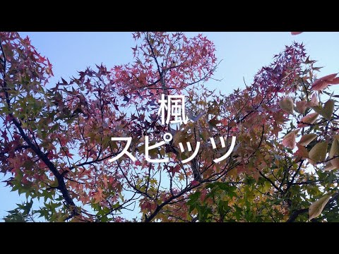 【女性が歌う】楓／スピッツ　歌ってみた　アコギ　弾き語り