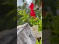 Terrace garden|mini garden|nature love|home garden #trendingshorts #oyemovie #siddharth #ytshorts