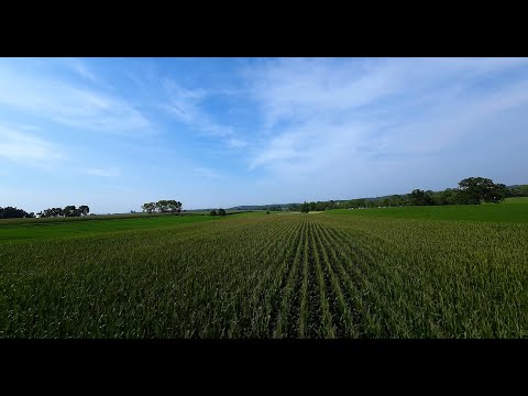 FPV Surfing Through A Farm of Cornfields