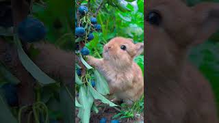 Rabbit Eats Bursting Blueberries #Pets #Rabbit #Cute #Shorts