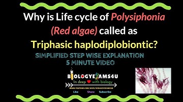 Life Cycle of Polysiphonia. Why called as Triphasic haplodiplontic?