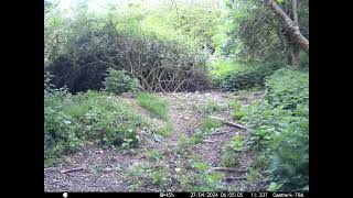 So cute 4 baby Rabbits together   in Cambs UK 27 April 2024 705pm Trail Camera by Aviation Videos & Wildlife FULL HD 44 views 3 days ago 31 seconds
