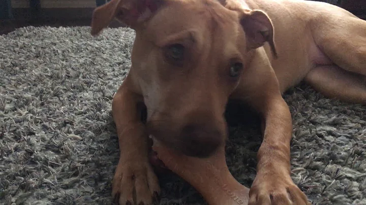 ASMR- Penny chews on a Dental Bone. [Penny Wolf]