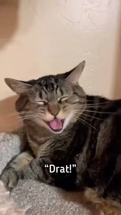 Bacon makes everything better! #pennythecat