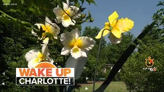 Daniel Stowe Botanical Garden celebrates 20th anniversary with special glass flower display