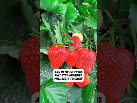 How to Grow