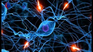 انواع الخلايا العصبيه