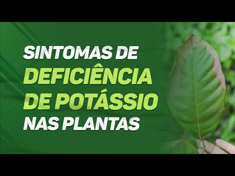 Vídeo: Deficiência de potássio e os efeitos do potássio nas plantas