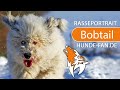 Bobtail - Old English Sheepdog [2021] Rasse, Aussehen & Charakter