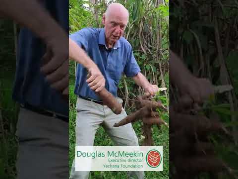 Video: Cómo podar la yuca: características del procedimiento. como cultivar yuca