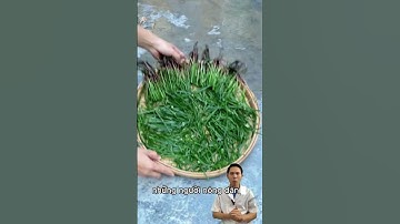 Cỏ gấu điều kinh, tránh lạm dụng kéo dài#cogau #dieukinh #luuykhiudung #duoclieut #duocsihung