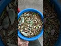 #startvlogging #succulent #vlogger #life #leaves #germination #myfirstvlog #trending #ytshort #viral