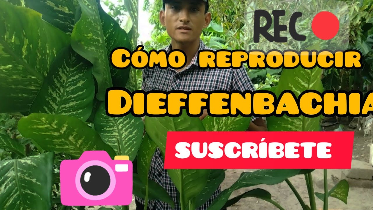 cómo reproducir la Dieffenbachia. planta de interior