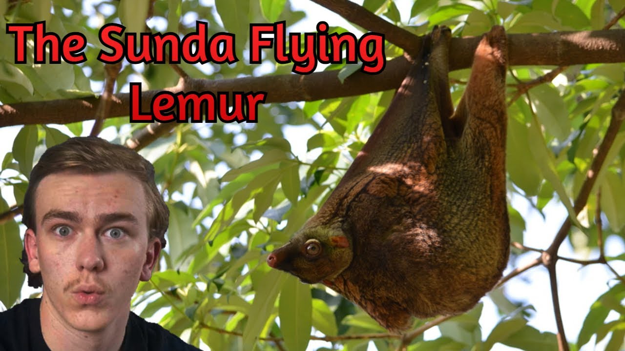 The Amazing Sunda Flying Lemur