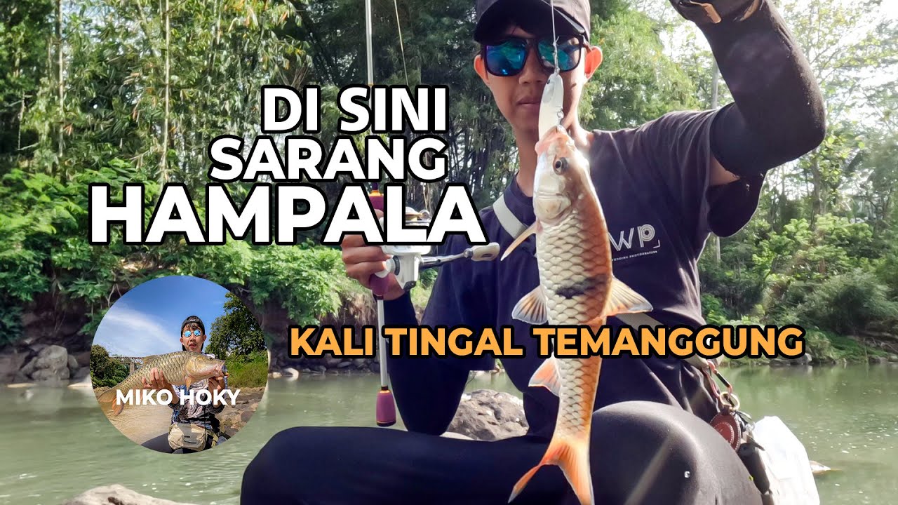 🔴Ternyata Disini❗️ Ketemu Sarang Hampala Sungai Tingal Temanggung