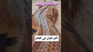 أكبر ثعبان في العالم