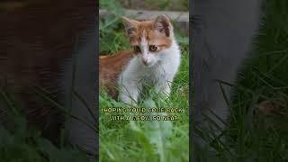 Lost kitten Kids song  #forkids #animals
