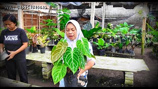 Banyak Stok Tanhis Seger Mumer Cantik Sehat Sentosa