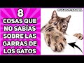 8 CURIOSIDADES SOBRE LAS GARRAS DE LOS GATOS - SiamCatChannel