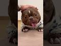 要抱抱～#dogshorts #dog #pets #cute #funny