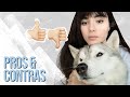 VENTAJAS y DESVENTAJAS de tener un HUSKY SIBERIANO✅🐺 *21 consejos REALES* || Cuidados del husky #001