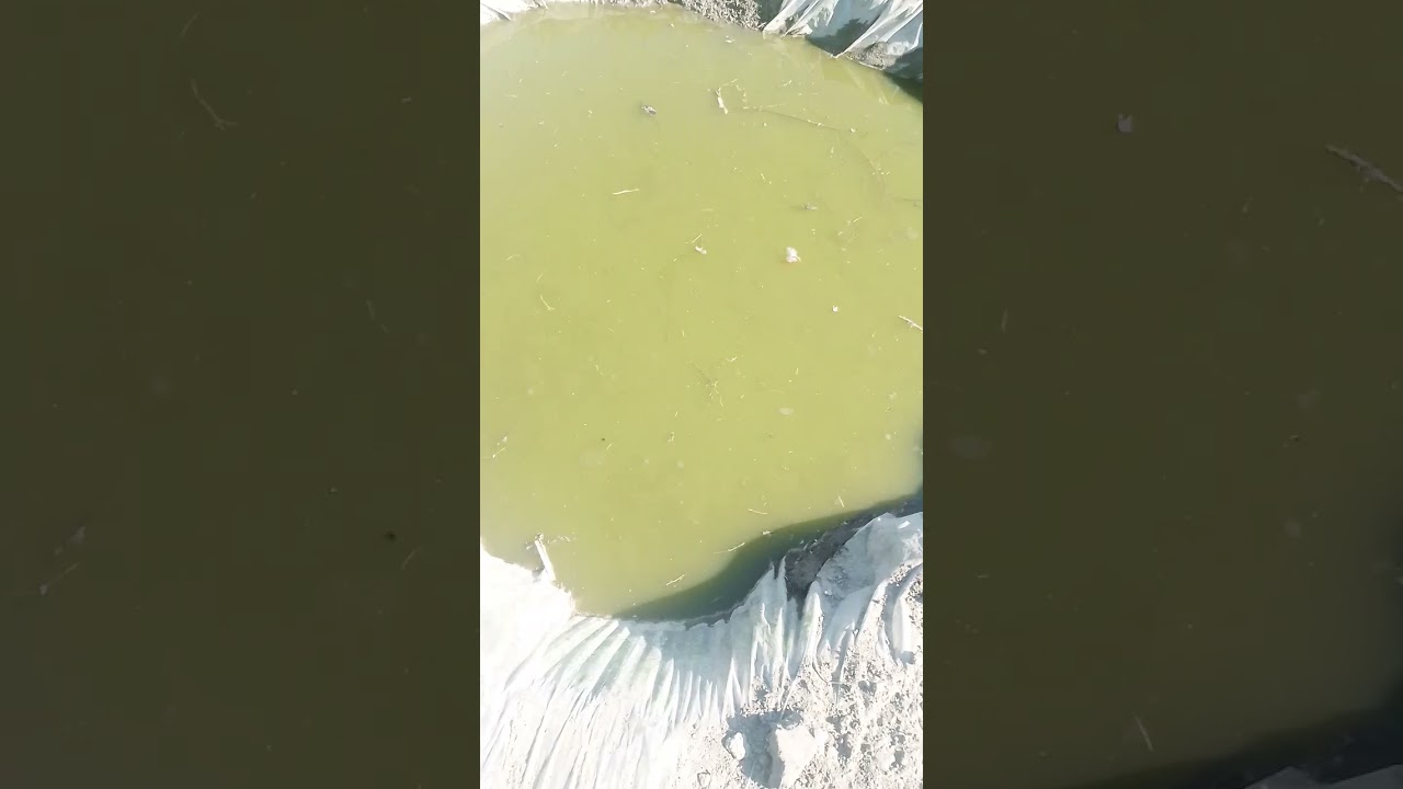 Изменения в прудике 