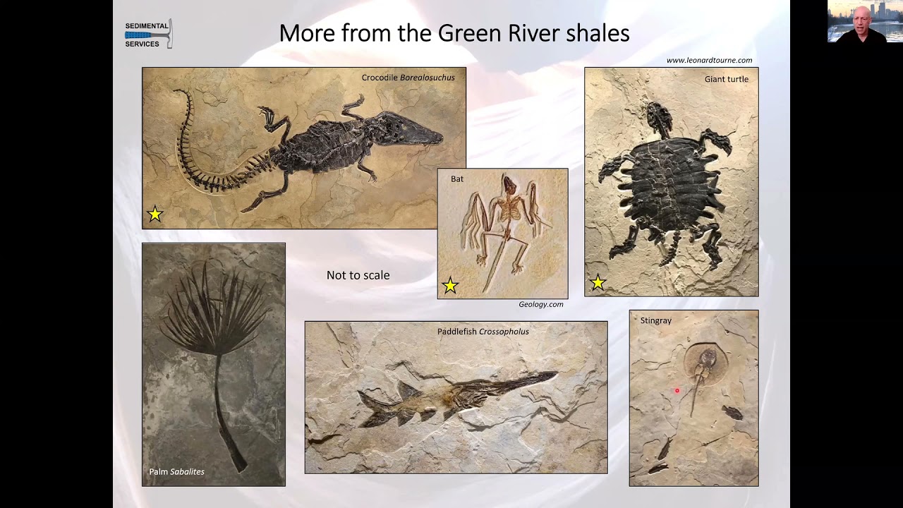 Extraordinary Modes Of Fossil Preservation