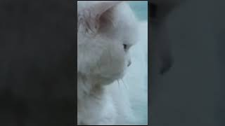 VID 20240702 WA0024