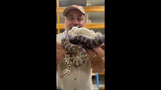 World's Smallest Python Lays Eggs😱