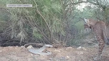 Rattlesnake vs. Bobcat: Oro Valley resident captures heated standoff