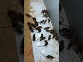 ai chuột đê