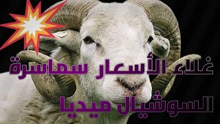 عيد الأضحى  غلاء الأسعار سماسرة الشوسيال ميديا