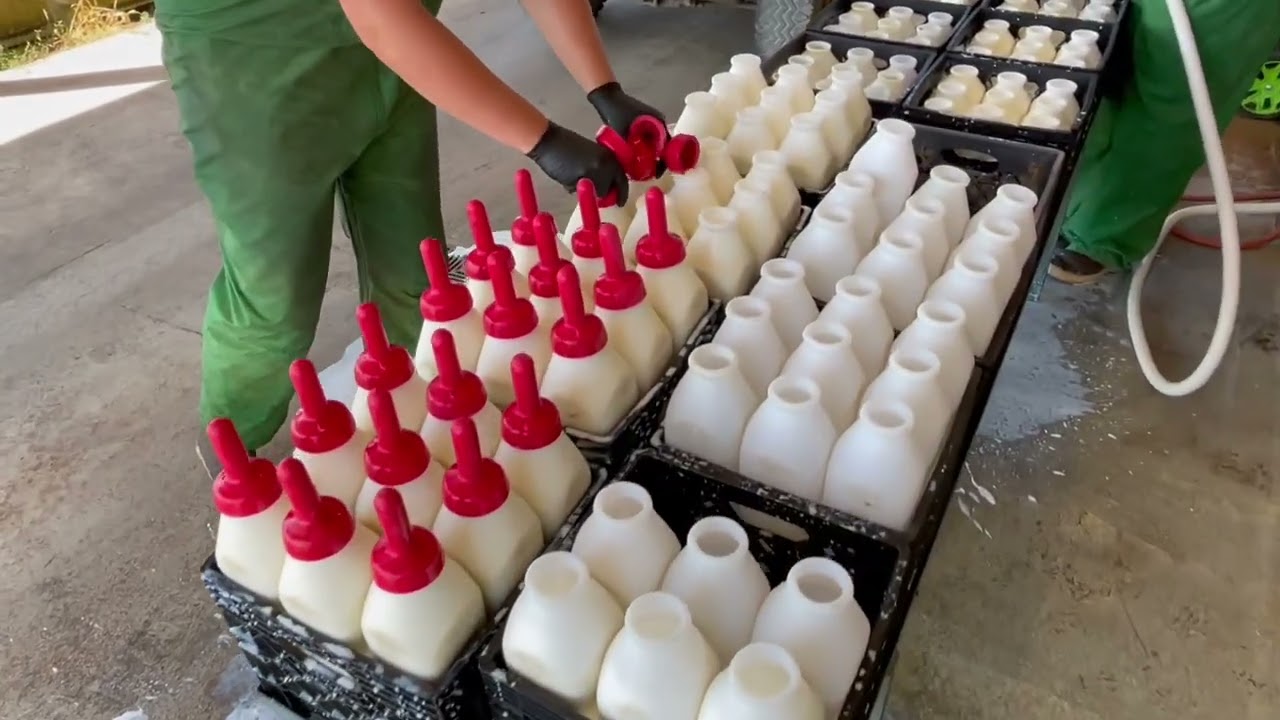 calves-feeding-trailer-bottle-feeding-youtube