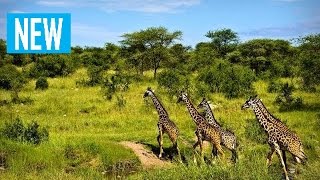Африка крупным планом — Призраки Серенгети (Документальные фильмы National Geographic HD)