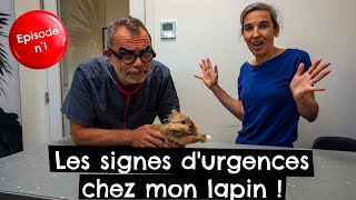 Les signes d'urgences chez mon lapin #épisode N°1