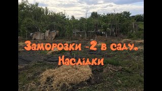 Приморозок з 14 на 15.Наслідки в саду.Чи буде урожай?