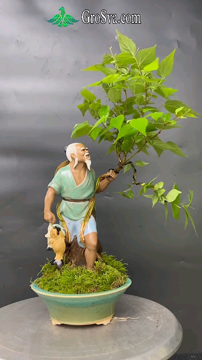 Made Bonsai Plant with Amazing Way || Bonsai Plant