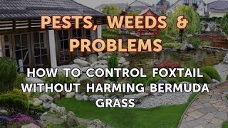 How to Control Foxtail Without Harming Bermuda Grass