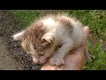 Orphan Kitten Has Found Nursing Mother Cat After Losing His Mother