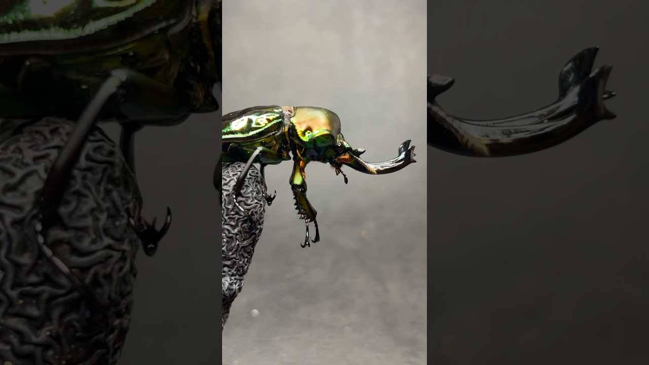 何mmでしょうか？？#ムシキング #昆虫バトル #カブトムシ #クワガタ #ヘラクレスオオカブト #コーカサスオオカブト #ギラファノコギリクワガタ #ニジイロクワガタ #大阪万博 #ミャクミャク