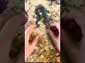 Multicolored dragon