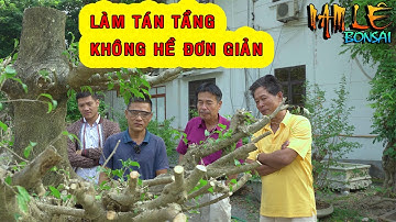 Chú Hòa Taxi nói với Nam Lê: " Làm cây tán tầng không hề dễ " vậy để cháu thử xem sao | NamLe Bonsai